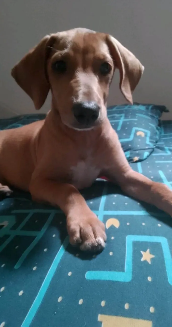 Cachorro ra a Basset-Cofap idade 2 a 6 meses nome Scooby