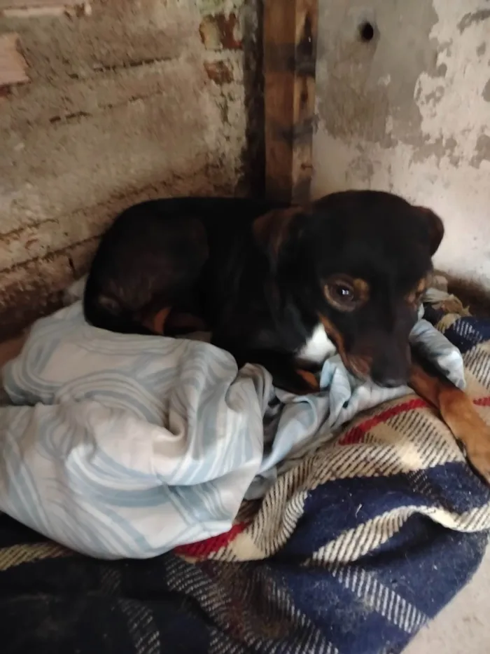 Cachorro ra a SRD-ViraLata idade 1 ano nome CURICA