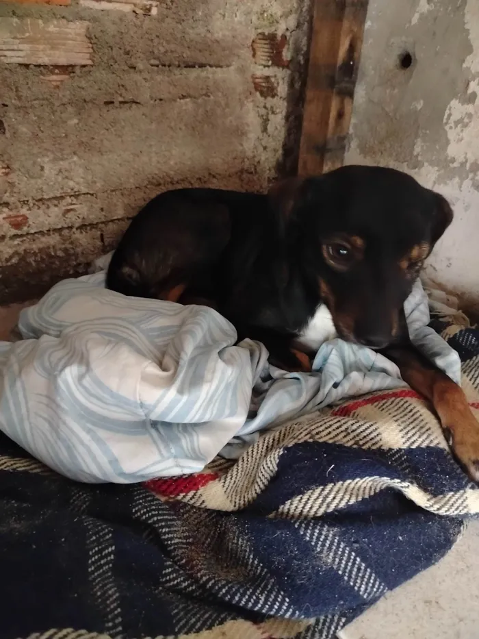 Cachorro ra a SRD-ViraLata idade 1 ano nome CURICA