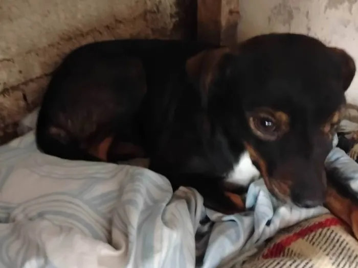 Cachorro ra a SRD-ViraLata idade 1 ano nome CURICA