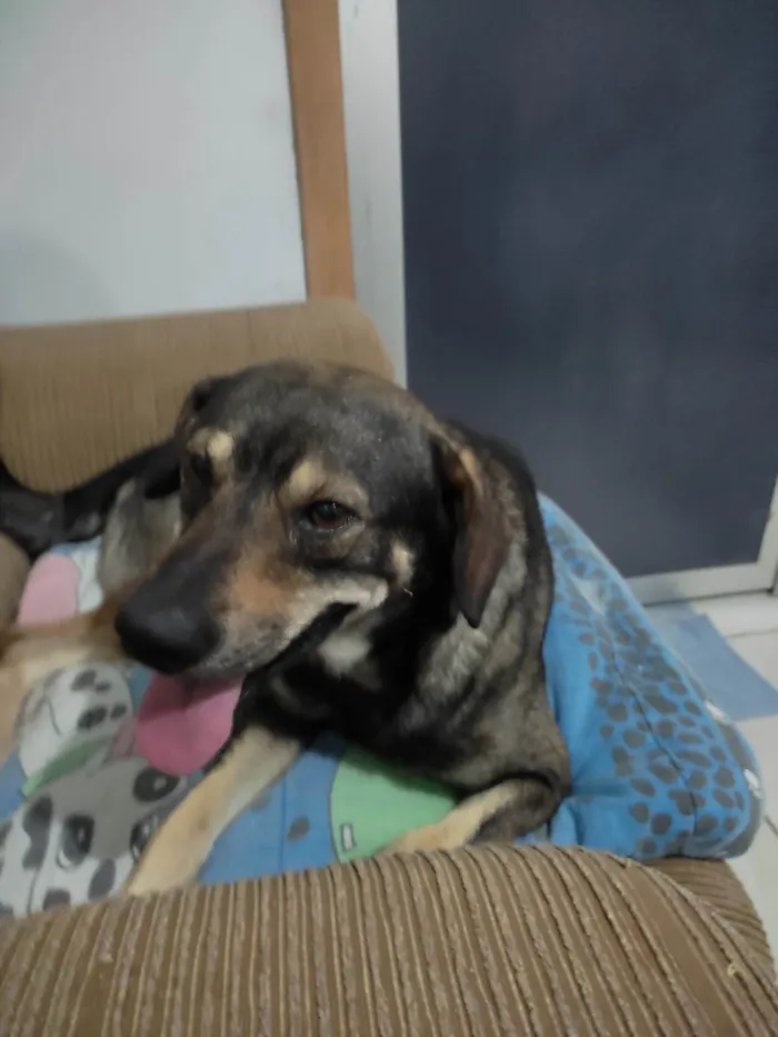 Cachorro ra a SRD-ViraLata idade 2 anos nome GURÍ