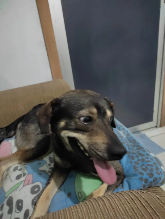 Cachorro ra a SRD-ViraLata idade 2 anos nome GURÍ