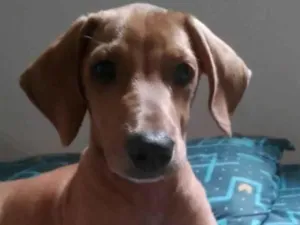 Cachorro raça Basset-Cofap idade 2 a 6 meses nome Scooby