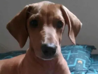 Cachorro raça Basset-Cofap idade 2 a 6 meses nome Scooby