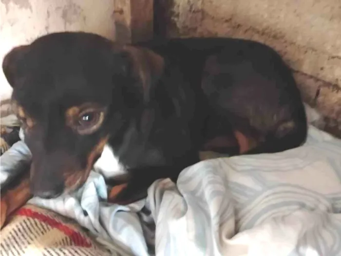 Cachorro ra a SRD-ViraLata idade 1 ano nome CURICA