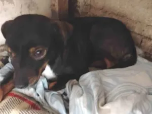 Cachorro raça SRD-ViraLata idade 1 ano nome CURICA