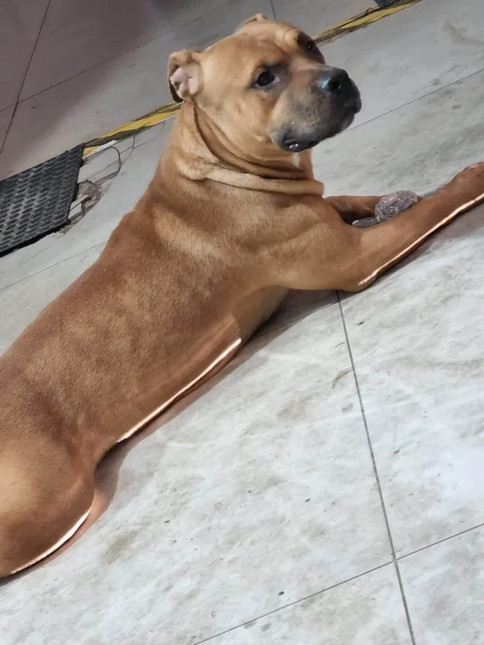 Cachorro ra a Pit-Bull idade 3 anos nome Thor 