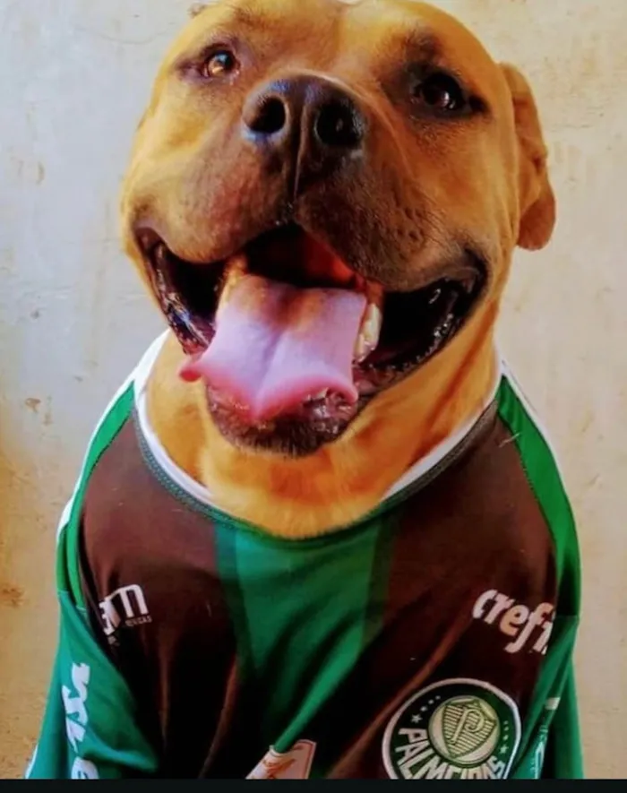 Cachorro ra a Pit-Bull idade 3 anos nome Thor 