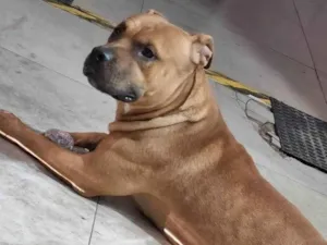 Cachorro raça Pit-Bull idade 3 anos nome Thor 