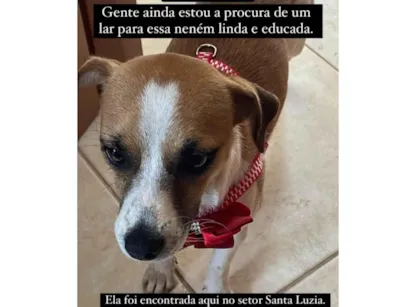 Cachorro raça SRD-ViraLata idade 1 ano nome Desconhecido