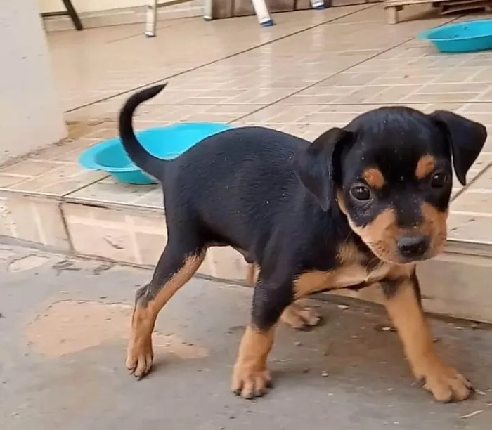 Cachorro ra a SRD-ViraLata idade Abaixo de 2 meses nome ainda sem nome