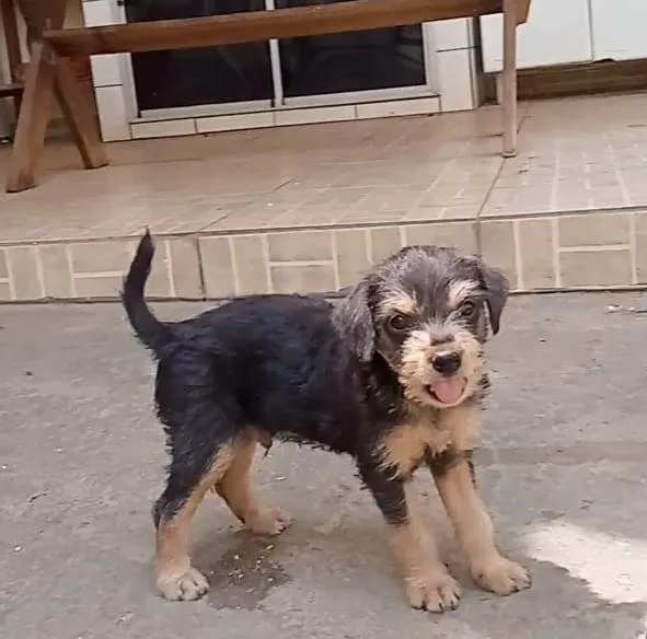 Cachorro ra a SRD-ViraLata idade Abaixo de 2 meses nome ainda sem nome