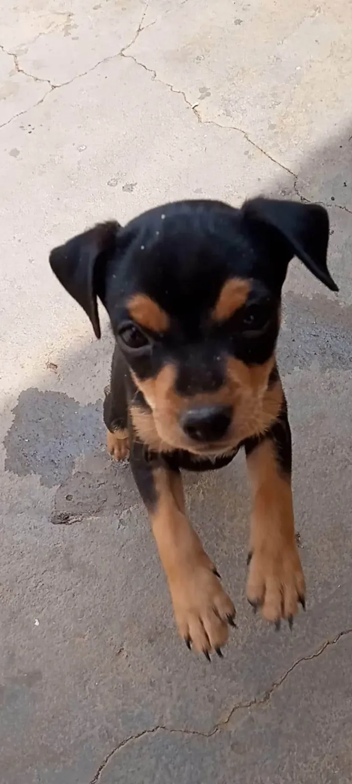 Cachorro ra a SRD-ViraLata idade Abaixo de 2 meses nome ainda sem nome