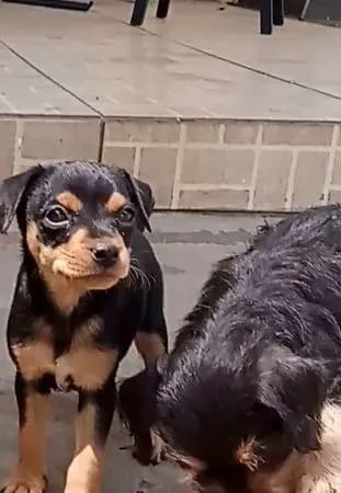 Cachorro ra a SRD-ViraLata idade Abaixo de 2 meses nome ainda sem nome