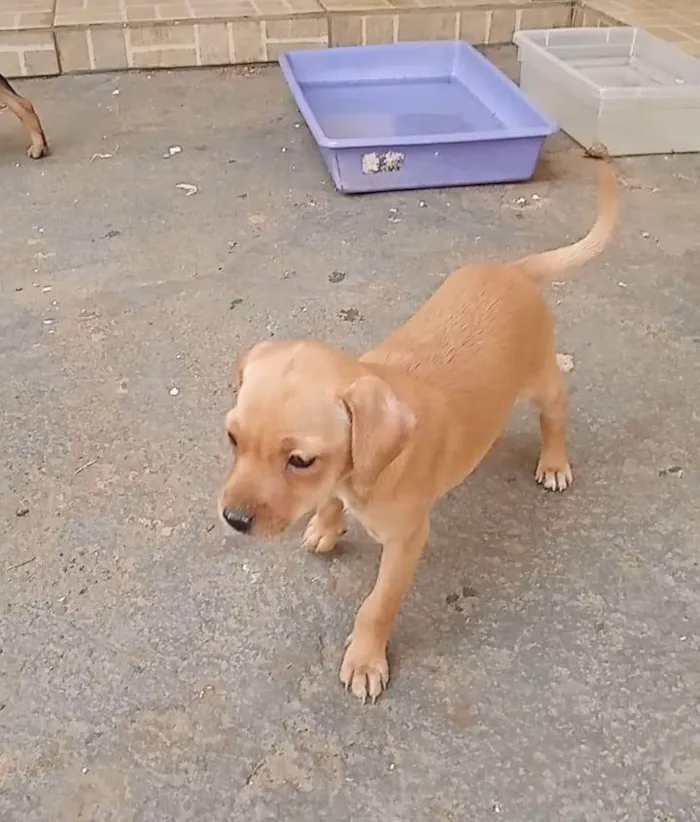 Cachorro ra a SRD-ViraLata idade Abaixo de 2 meses nome ainda sem nome