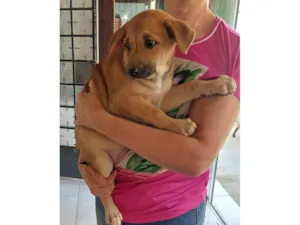 Cachorro raça SRD-ViraLata idade 2 a 6 meses nome Camila e pitanga 