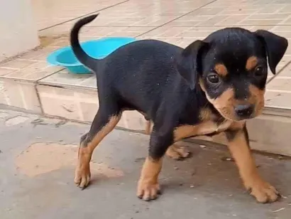 Cachorro raça SRD-ViraLata idade Abaixo de 2 meses nome ainda sem nome