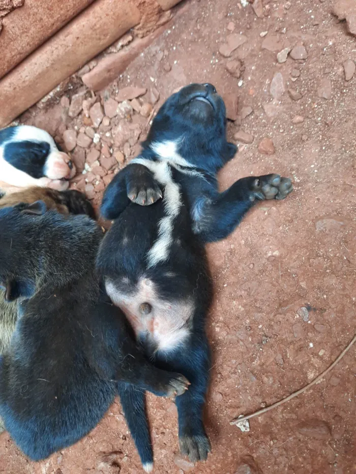 Cachorro ra a SRD-ViraLata idade 7 a 11 meses nome RITA