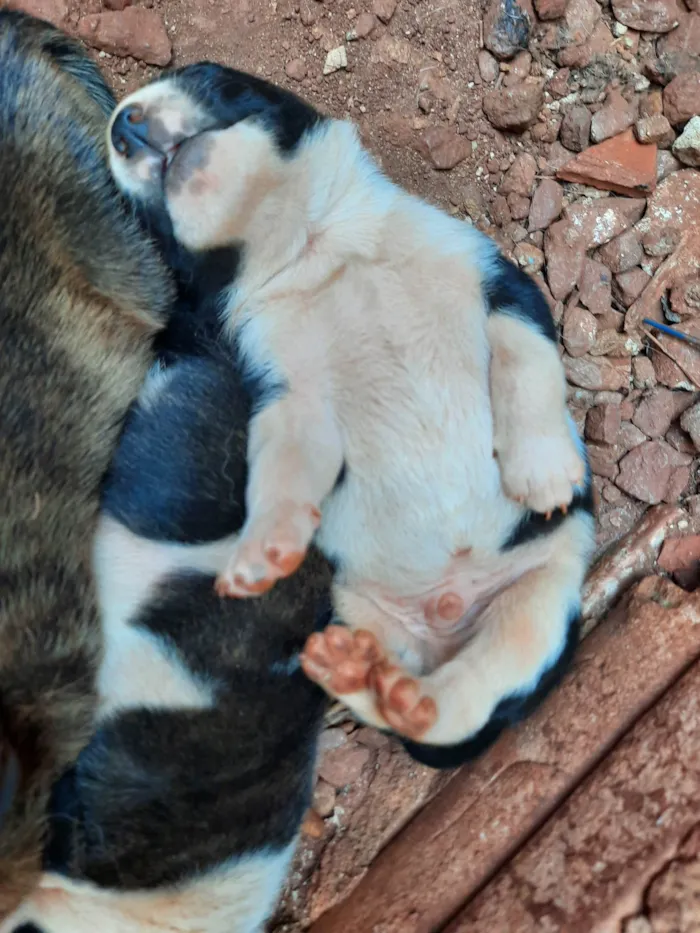 Cachorro ra a SRD-ViraLata idade 7 a 11 meses nome RITA