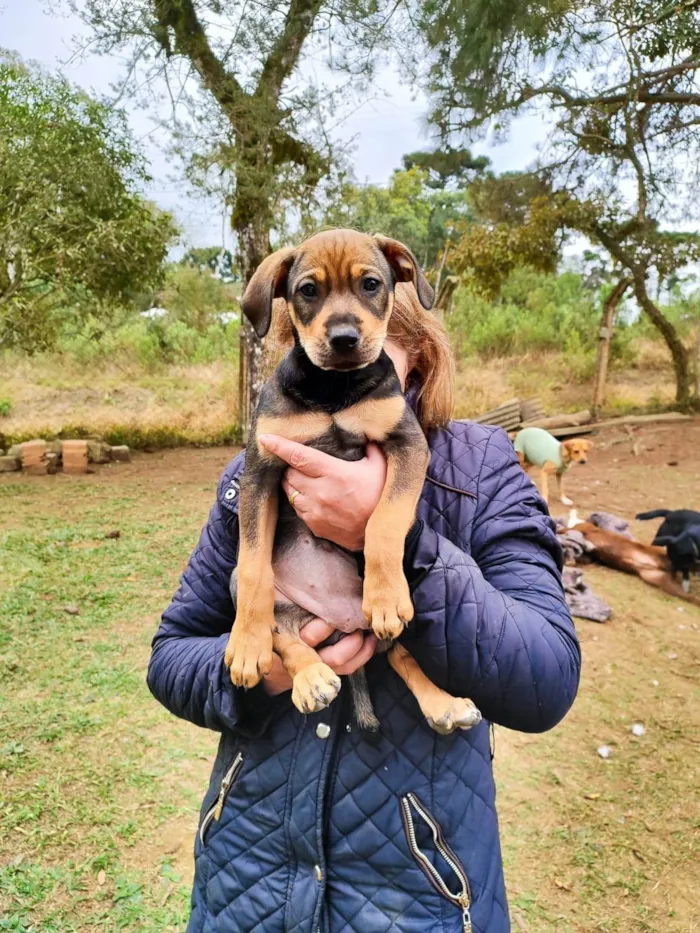 Cachorro ra a SRD-ViraLata idade Abaixo de 2 meses nome bonitas