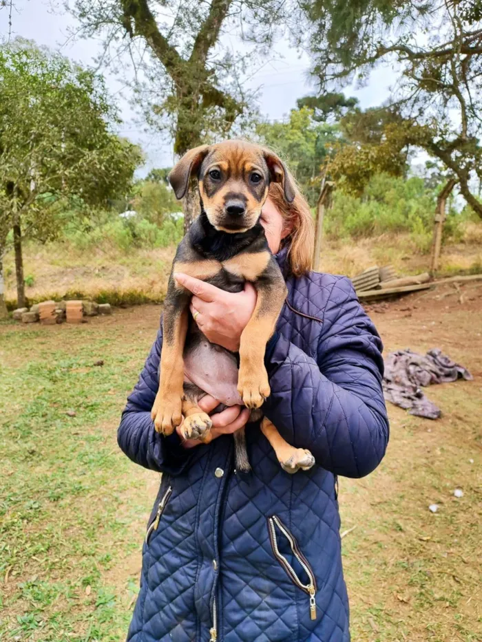 Cachorro ra a SRD-ViraLata idade Abaixo de 2 meses nome bonitas