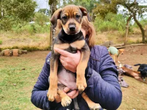 Cachorro raça SRD-ViraLata idade Abaixo de 2 meses nome bonitas