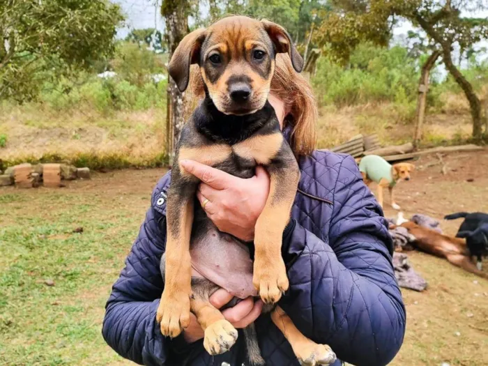 Cachorro ra a SRD-ViraLata idade Abaixo de 2 meses nome bonitas