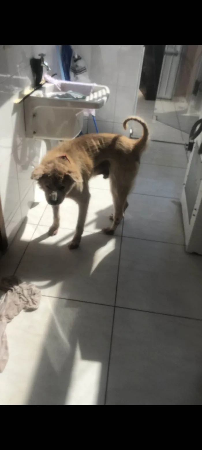 Cachorro ra a Akita idade 6 ou mais anos nome HACHI