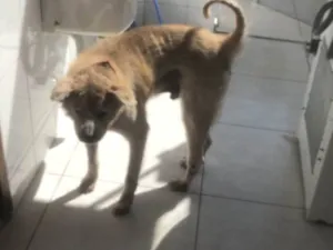 Cachorro raça Akita idade 6 ou mais anos nome HACHI