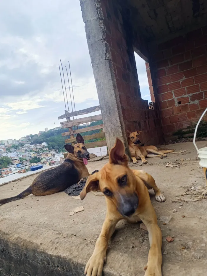 Cachorro ra a SRD-ViraLata idade 1 ano nome Manchinha e Pretinho 