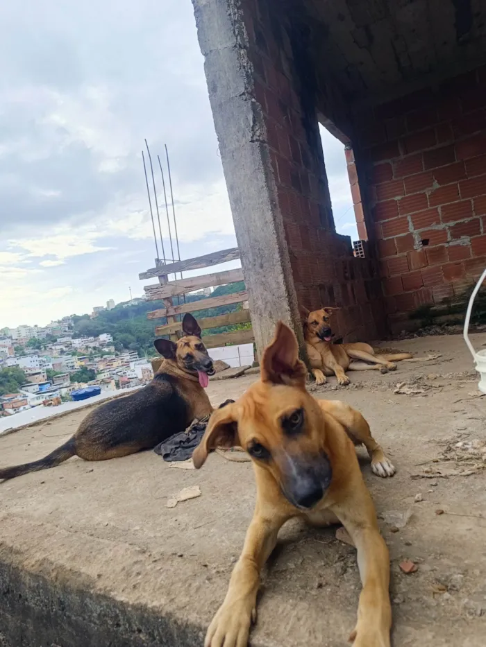 Cachorro ra a SRD-ViraLata idade 1 ano nome Manchinha e Pretinho 