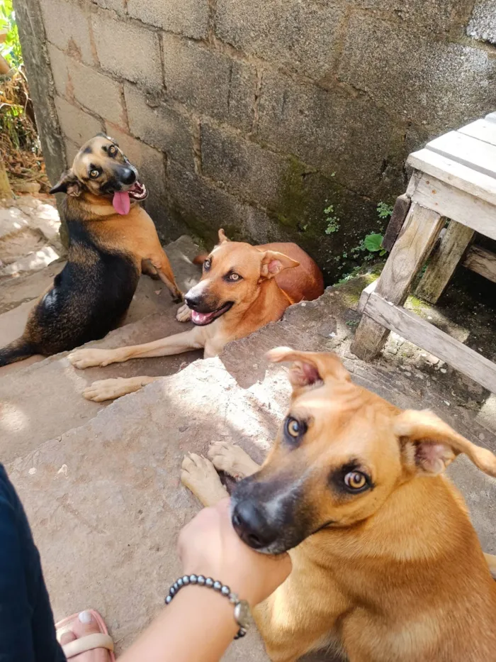 Cachorro ra a SRD-ViraLata idade 1 ano nome Manchinha e Pretinho 