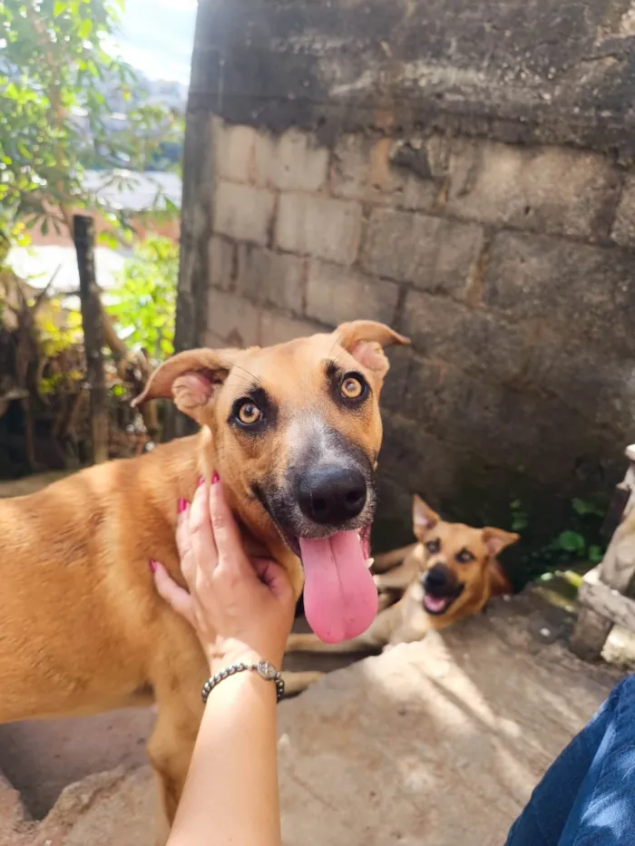 Cachorro ra a SRD-ViraLata idade 1 ano nome Manchinha e Pretinho 