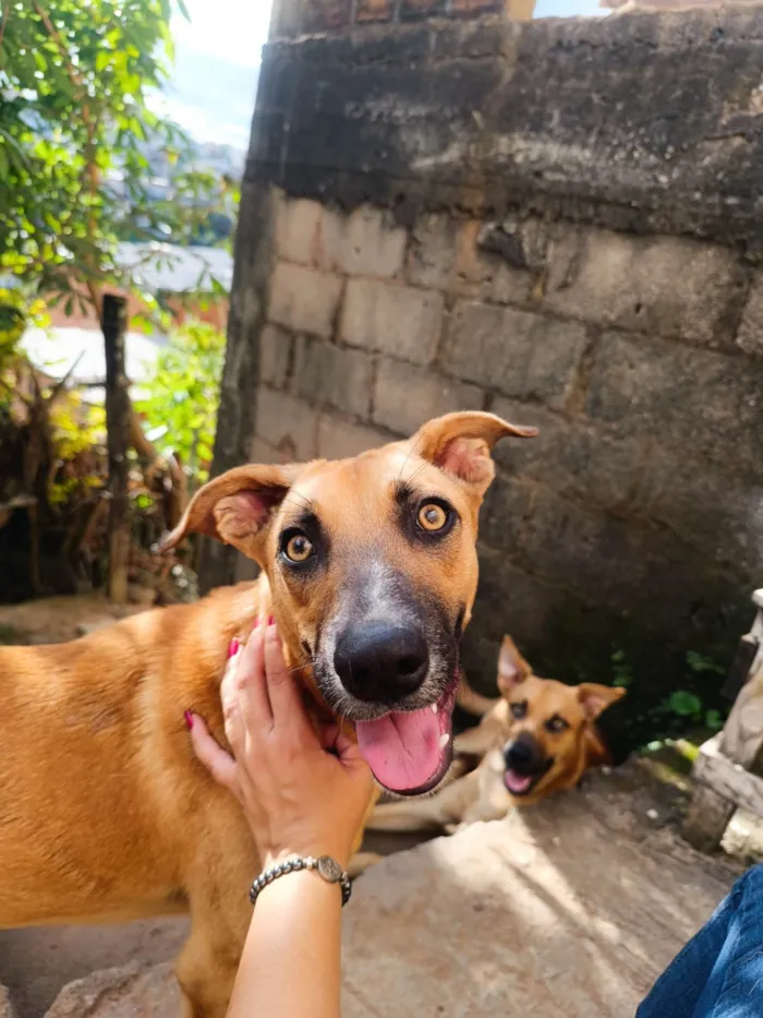 Cachorro ra a SRD-ViraLata idade 1 ano nome Manchinha e Pretinho 