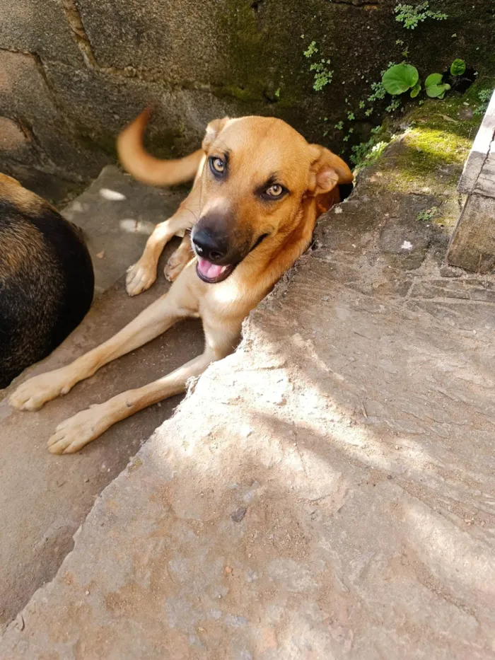 Cachorro ra a SRD-ViraLata idade 1 ano nome Manchinha e Pretinho 