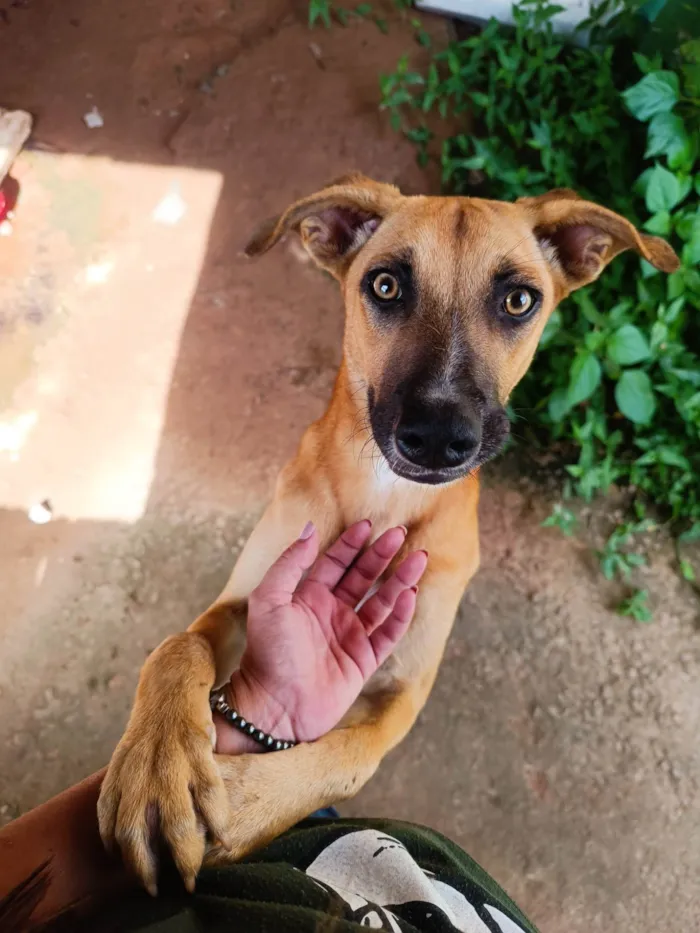 Cachorro ra a SRD-ViraLata idade 1 ano nome Manchinha e Pretinho 