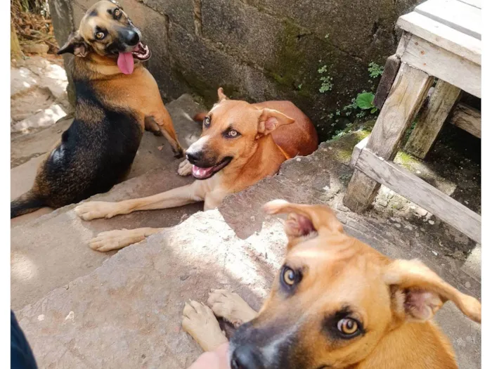 Cachorro ra a SRD-ViraLata idade 1 ano nome Manchinha e Pretinho 