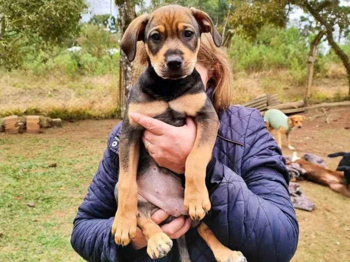 Cachorro ra a SRD-ViraLata idade Abaixo de 2 meses nome bonitas