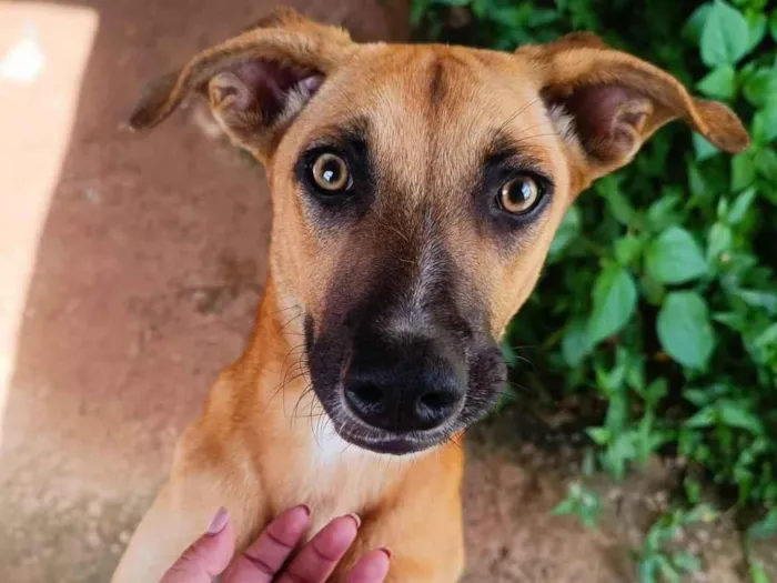 Cachorro ra a SRD-ViraLata idade 1 ano nome Manchinha e Pretinho 