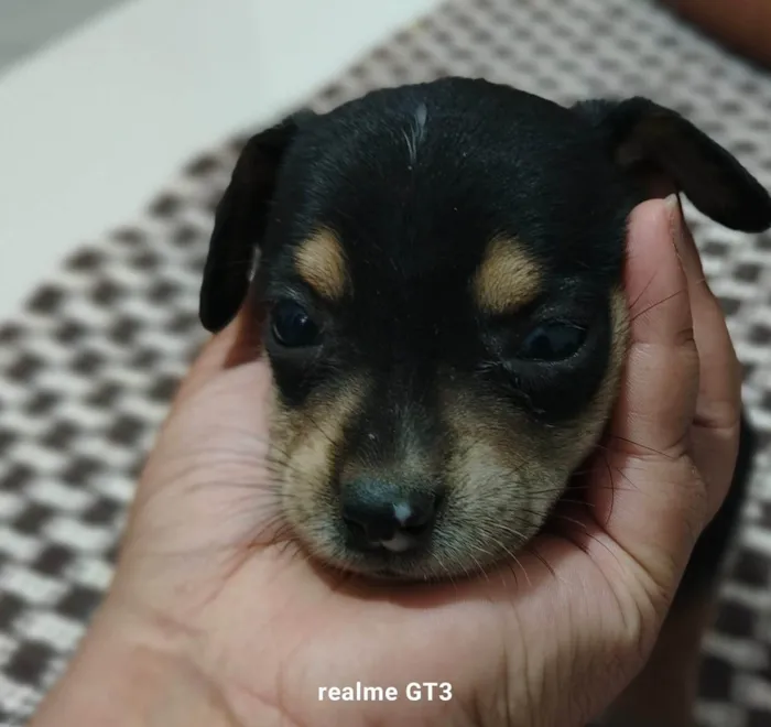 Cachorro ra a SRD-ViraLata idade Abaixo de 2 meses nome Filhotes filho de vira-lata com labrador 