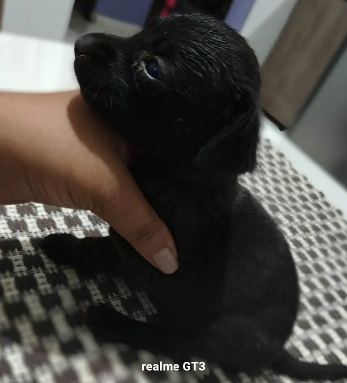 Cachorro ra a SRD-ViraLata idade Abaixo de 2 meses nome Filhotes filho de vira-lata com labrador 