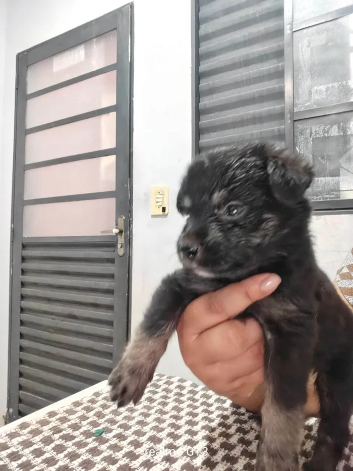 Cachorro ra a SRD-ViraLata idade Abaixo de 2 meses nome Filhotes