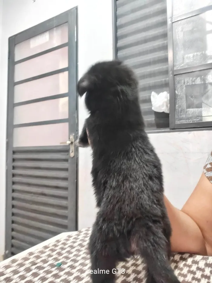 Cachorro ra a SRD-ViraLata idade Abaixo de 2 meses nome Filhotes