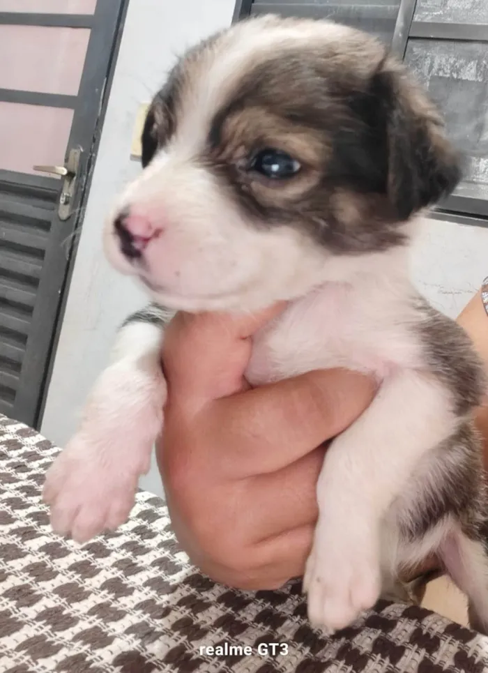 Cachorro ra a SRD-ViraLata idade Abaixo de 2 meses nome Filhotes