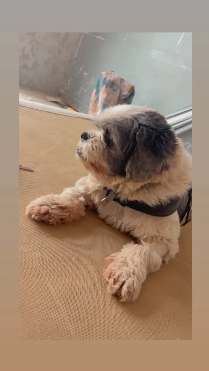 Cachorro ra a Lhasa Apso idade 4 anos nome Apólo