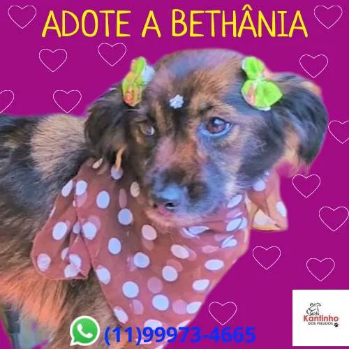 Cachorro ra a SRD-ViraLata idade 1 ano nome Bethânia 