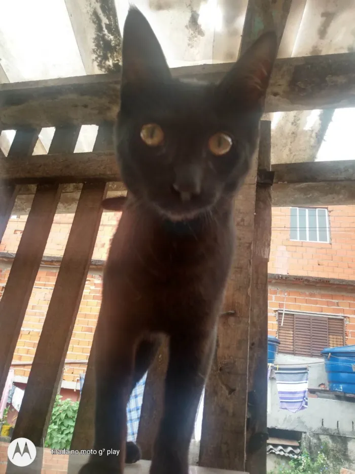 Gato ra a SRD-ViraLata idade 2 a 6 meses nome Sem nome