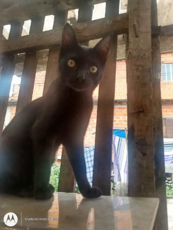 Gato ra a SRD-ViraLata idade 2 a 6 meses nome Sem nome