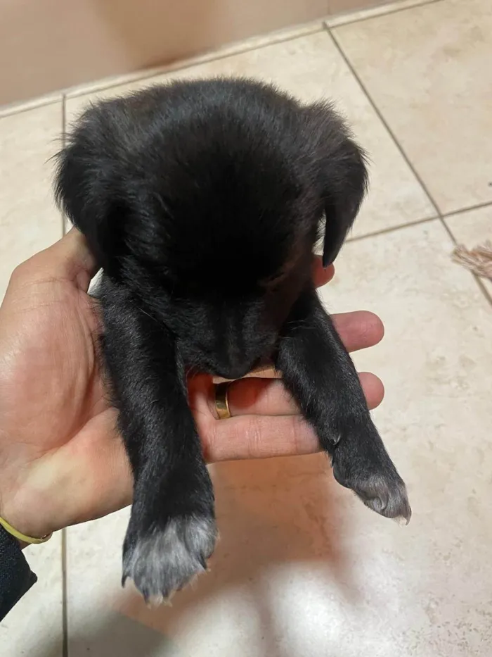 Cachorro ra a SRD-ViraLata idade Abaixo de 2 meses nome Pretinhas 