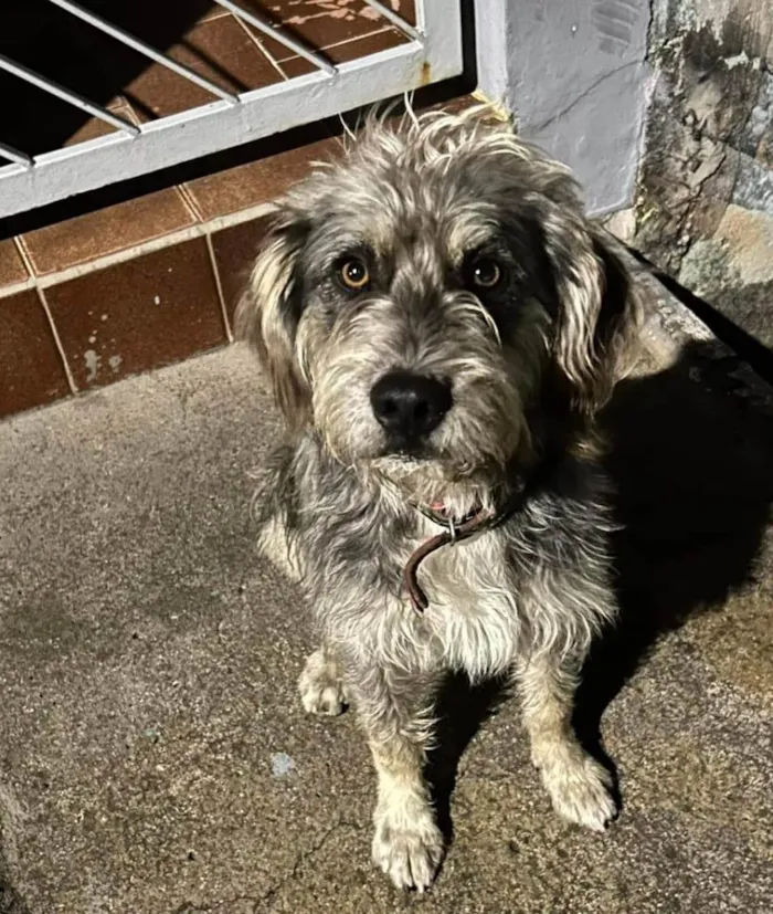 Cachorro ra a SRD-ViraLata idade 1 ano nome Sem nome 